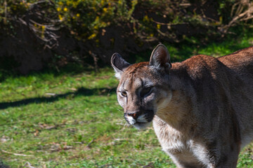 Obraz premium photograph of a puma in the wild