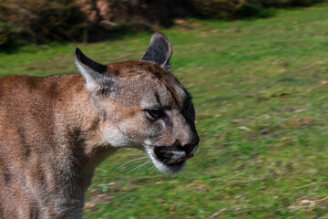 Naklejka premium photograph of a puma in the wild