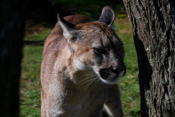 Fototapeta premium photograph of a puma in the wild