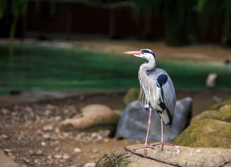 Isolated African Grey Heron ((Ardea cinerea) sitting on a boulder with an out of focus lake background
