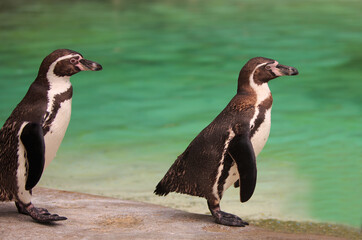 Two Cute Humboldt penguins standing beside on a boulder, with out of focus green water in the...