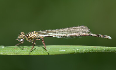Close-up of a small, delicate dragonfly hanging from a blade of grass. Small dewdrops are on the dragonfly's wings. The sun is shining in the background.