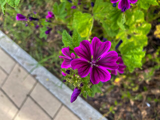 Malva silvestre © AnMer