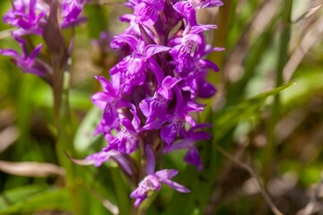 Obraz premium Broad-leaved marsh orchid, Dactylorhiza majalis