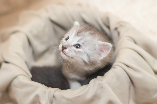 Gatito tierno y adorable muy joven viendo a camara