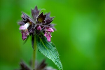 Blossoms of the hedgenettle Stachys alpina