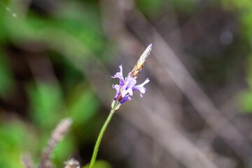 Canary Island lavender, Lavandula canariensis