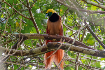 Raggiana bird-of-paradise (Paradisaea raggiana)