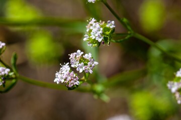 Valerianella dentata
