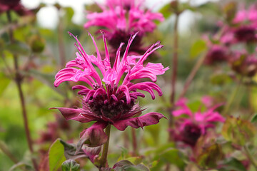 Summer background: pink bergamot in the garden