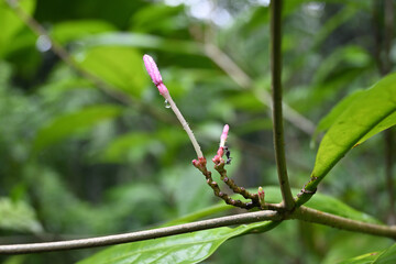 View of the Kopsia flower buds that are ready to bloom after a rain
