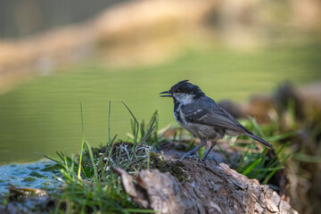 Çam baştankarası » Coal Tit » Periparus ater