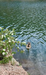 duck on the lake