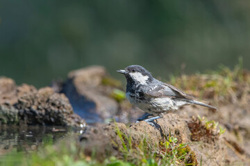 Çam baştankarası » Coal Tit » Periparus ater