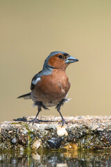 İspinoz » Common Chaffinch » Fringilla coelebs