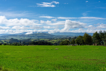 Cow grazing area in a Colombian landscape