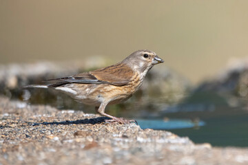 Ketenkuşu » Common Linnet » Linaria cannabina