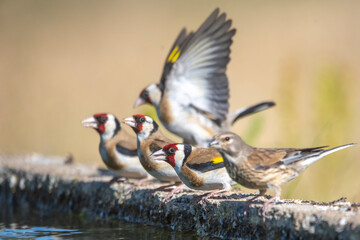 Saka » European Goldfinch » Carduelis carduelis