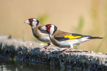 Saka » European Goldfinch » Carduelis carduelis