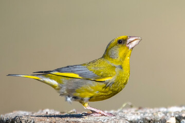 Florya » European Greenfinch » Chloris chloris