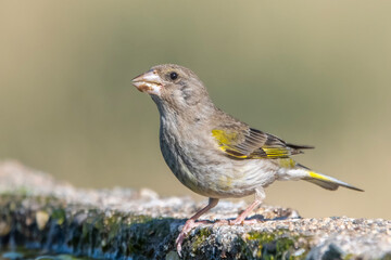 Florya » European Greenfinch » Chloris chloris