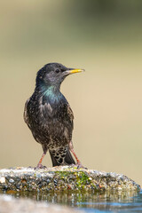Sığırcık » Common Starling » Sturnus vulgaris