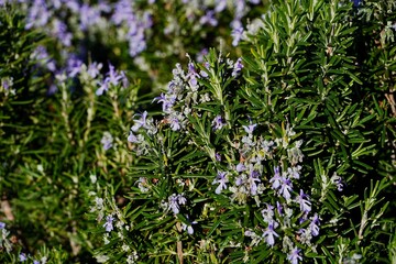 Fototapeta premium Rosemary plant or Rosmarinus officinalis.A wild herb with fragrant leaves and blue flowers, found in the Mediterranean