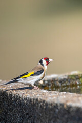 Saka » European Goldfinch » Carduelis carduelis