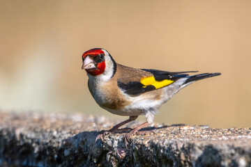 Saka » European Goldfinch » Carduelis carduelis