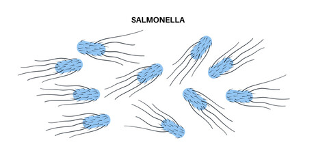 .Salmonella Typhimurium Cells