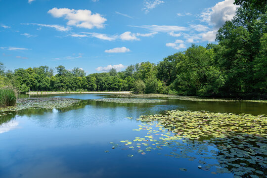 Waterlilies in the lake of Saint-Cucufa. This lake is located at Rueil Malmaison near Paris, France