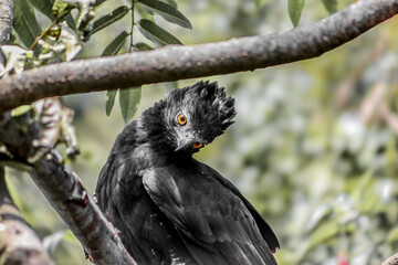 Águila negra 
