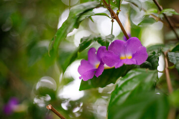flowers in the forest
