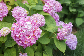 Bush of blooming pink flowers of hydrangea macrophylla Pink Annabelle close up in the summer garden or park, outdoor. Gardening, decorative wedding flower, landscape design,