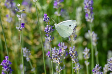Small white butterfly (Pieris rapae) perched on lavender in Zurich, Switzerland