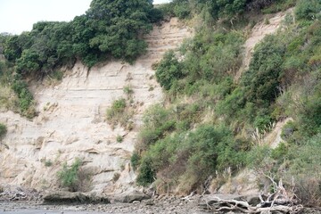 Coastal cliff with plants