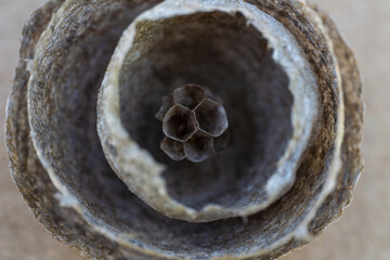 A wasp's nest at the beginning of the construction close-up macro