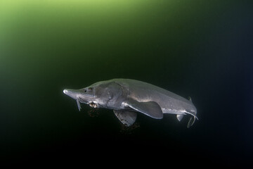 Sturgeon is feeding in the lake. Siberian sturgeon in the deepwater. Prehistoric fish with long body in dark water. 