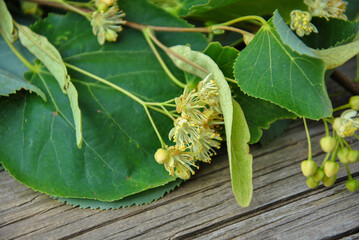linden flower and leaf close-up. selective focus