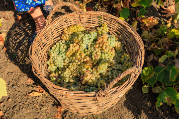 Harvesting white grapes for wine production. Background with selective focus and copy space