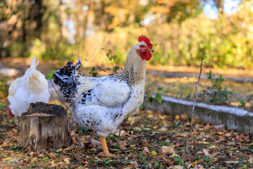 A white chicken is standing in a yard with leaves on the ground
