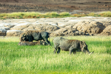 Wild warthogs family feeding at the grass field, near lake Abbe, Dikhil region, Djibouti
