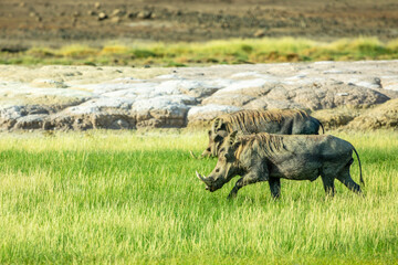 Wild warthogs family feeding at the grass field, near lake Abbe, Dikhil region, Djibouti