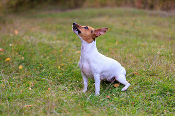 A cute Jack Russell Terrier dog walks in a clearing in the forest. Pet portrait with selective focus and copy space