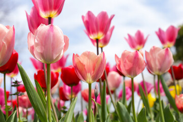 Beautiful tulip flower garden. The Expo 70 Commemorative Park, Osaka, Japan