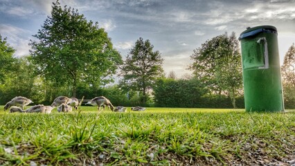 Gänse auf einer Wiese im Sommer in einem Park neben einem Mülleimer © Tobias
