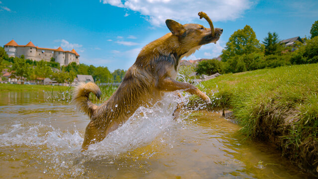 CLOSE UP: Brown coated dog jumps out of the river, carrying a stick in its mouth