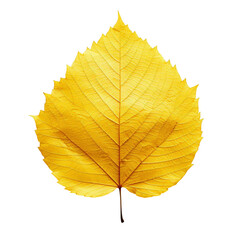 Bright yellow leaf on white background, showcasing vivid fall colors and unique vein patterns, perfect for seasonal and nature-themed projects.