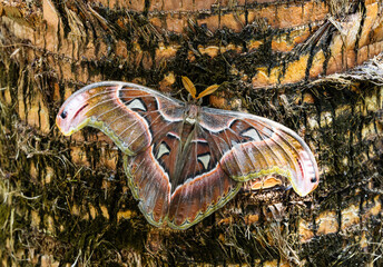 Giant Atlas Moth resting on tree bark at a butterfly garden in Georgia.