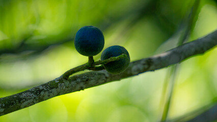 Elaeocarpus ganitrus (Jenitri, Ganitri, ganiter atau ganitris, kimkungtsi).The fruit is purple in color with quite large seeds and is usually used as beads in jewelry 